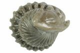 Wide Enrolled Flexicalymene Trilobite - Mt Orab, Ohio #380297-1